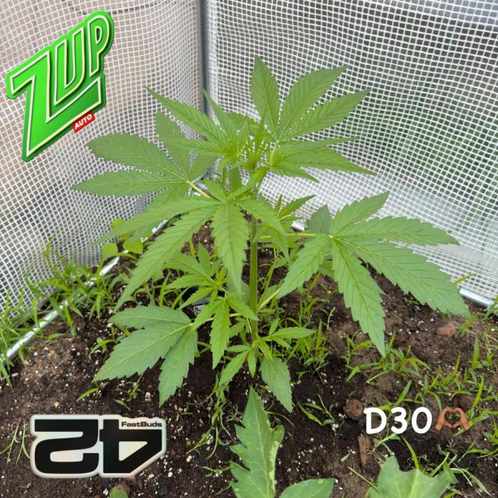 420 Fast Buds Z-Up Auto. Week 3
