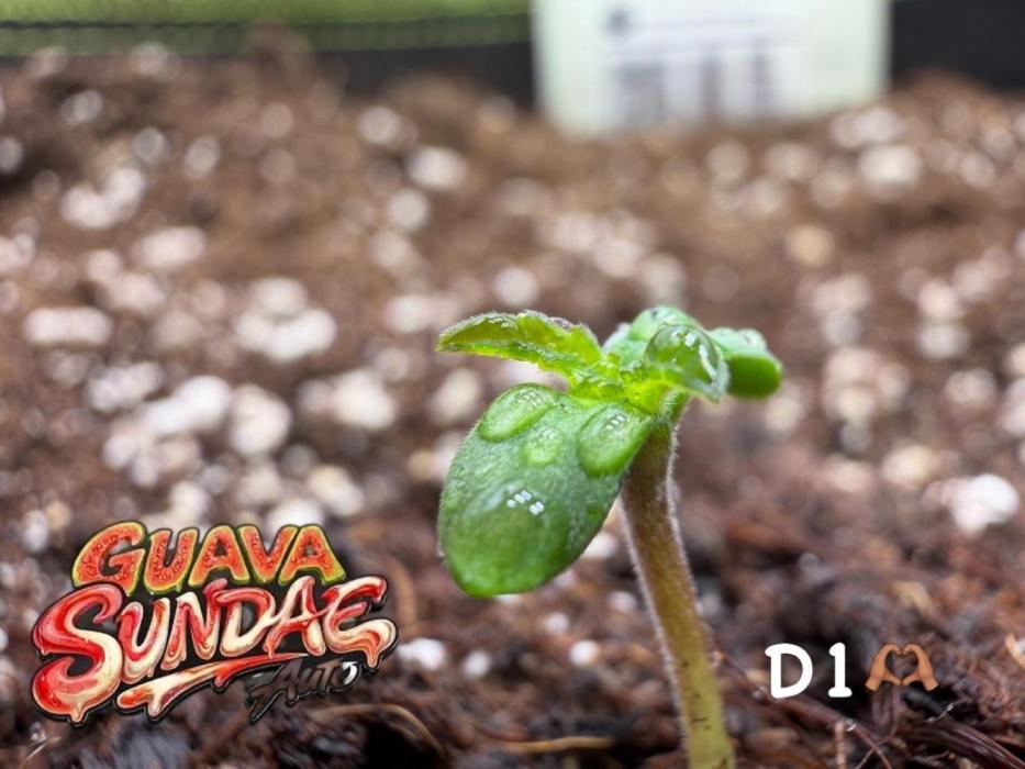 420 Guava Sandea+ Banana Cherry Cookies. Week 0 - D1