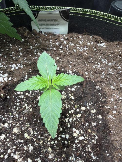 420 Guava Sandea+ Banana Cherry Cookies. Week 1
