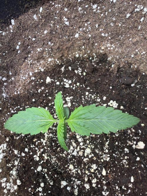420 Guava Sandea+ Banana Cherry Cookies. Week 1