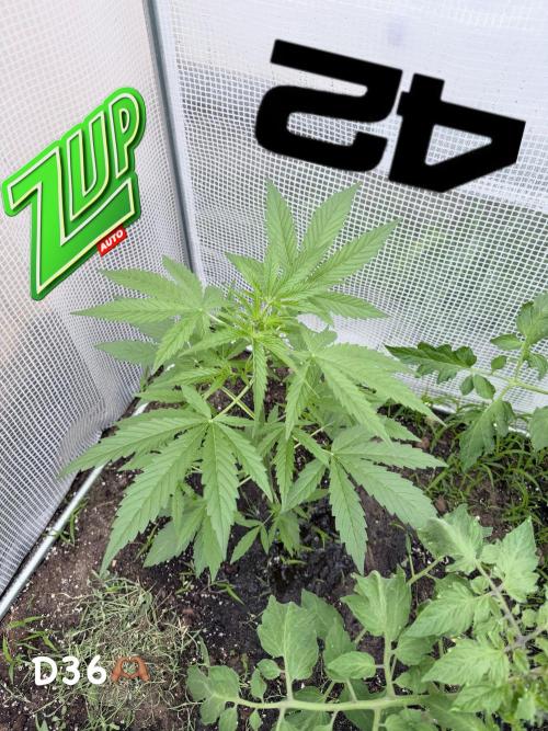 Z-Up Auto. Week 4
