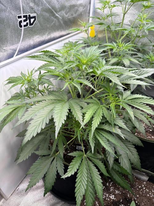 42FastBuds MendoGuavaAuto. Week 4