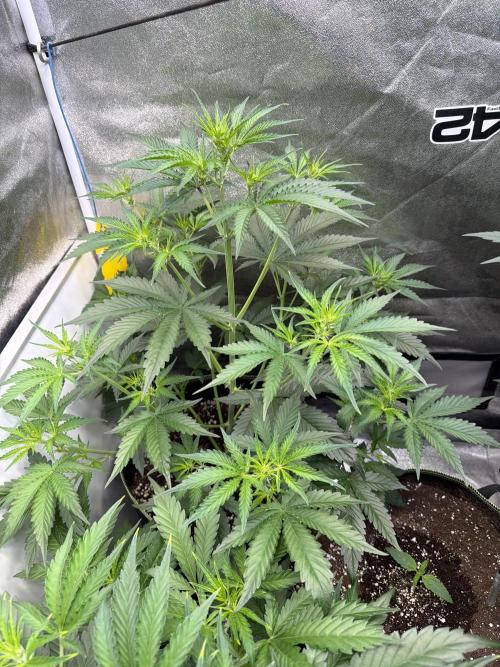42FastBuds MendoGuavaAuto. Week 4