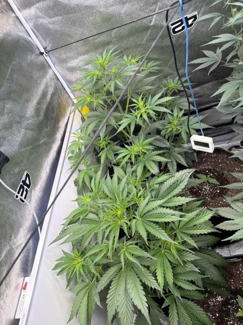 Mendo Guava Auto. Week 4