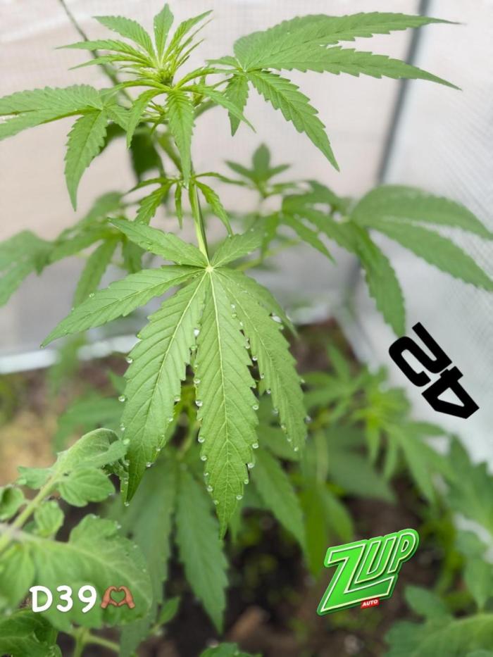 420 Fast Buds Z-Up Auto. Week 5 - D39👌🏽