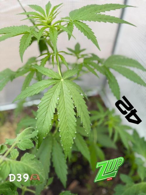 Z-Up Auto. Week 5