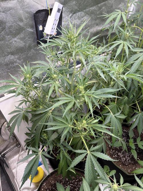 42FastBuds MendoGuavaAuto. Week 5