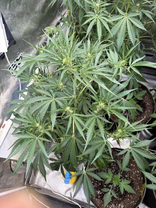 42FastBuds MendoGuavaAuto. Week 5