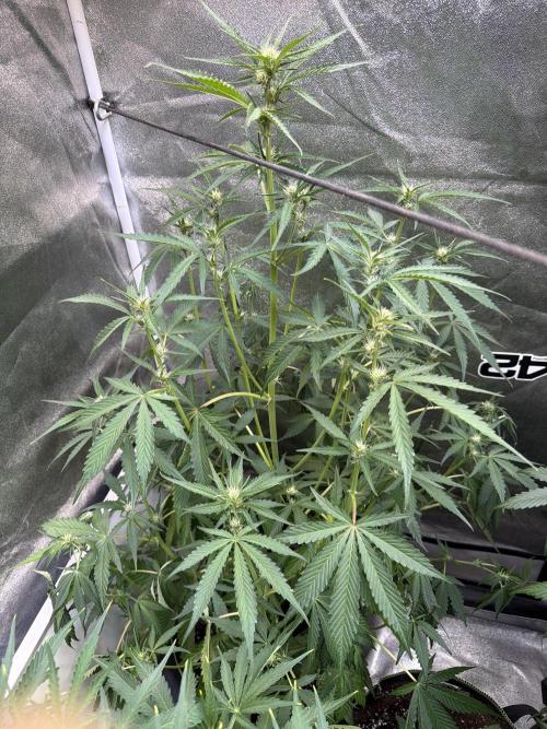 42FastBuds MendoGuavaAuto. Week 5