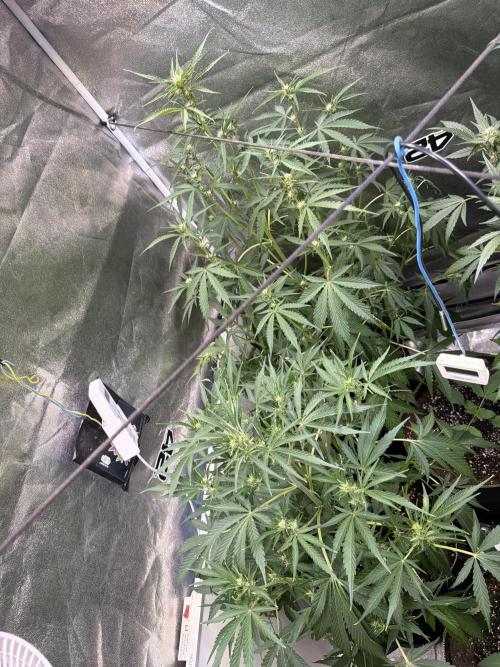 42FastBuds MendoGuavaAuto. Week 5