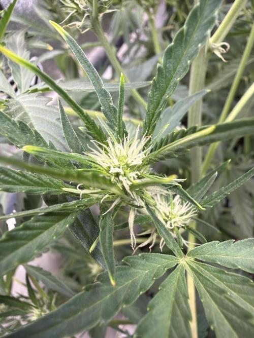 Mendo Guava Auto. Week 5