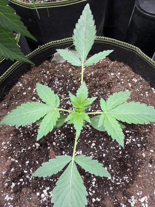 420 Guava Sandea+ Banana Cherry Cookies. Week 2