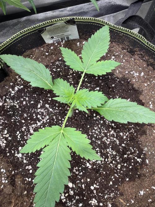 420 Guava Sandea+ Banana Cherry Cookies. Week 2