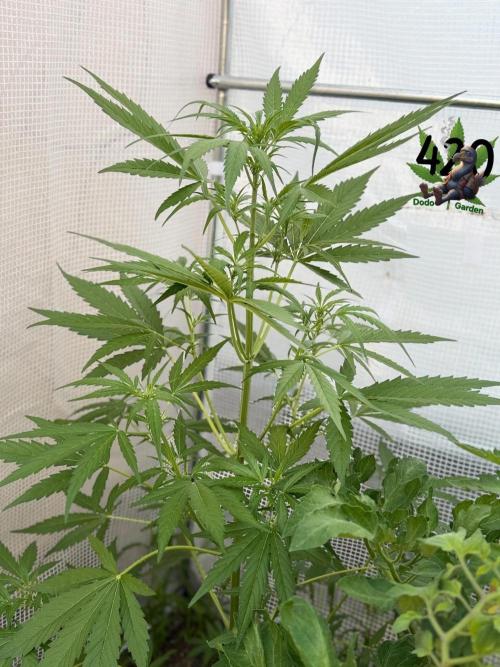 420 Fast Buds Z-Up Auto. Week 6