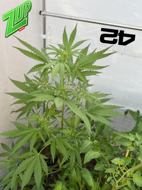 420 Fast Buds Z-Up Auto. Week 6
