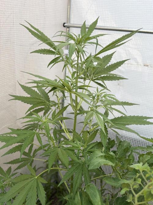 420 Fast Buds Z-Up Auto. Week 6