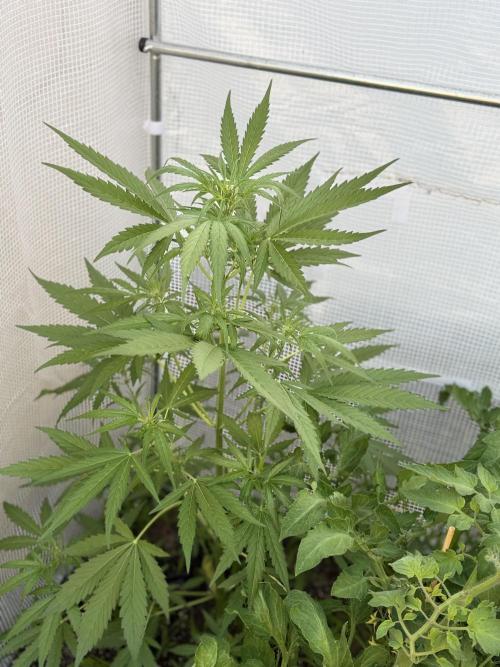 Z-Up Auto. Week 6