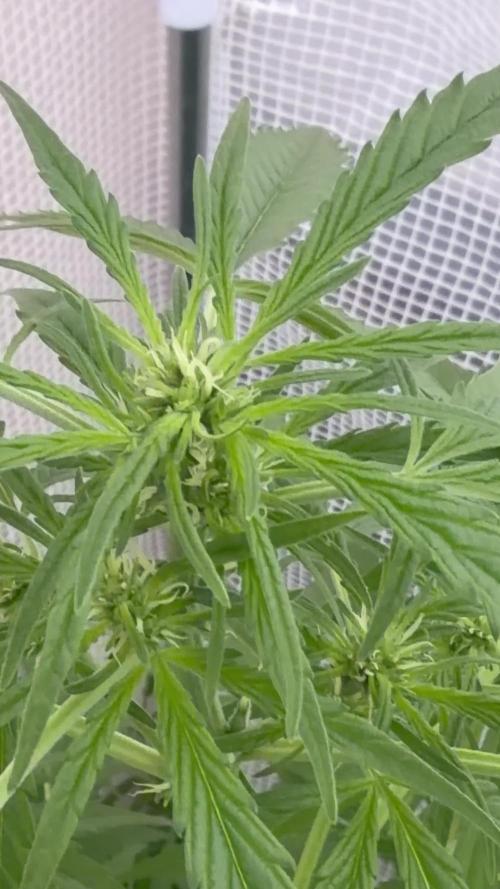 420 Fast Buds Z-Up Auto