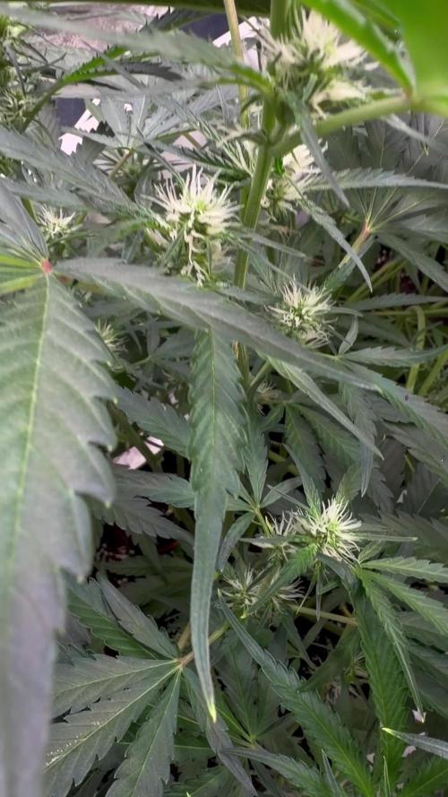 42FastBuds MendoGuavaAuto