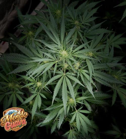 42FastBuds MendoGuavaAuto. Week 6