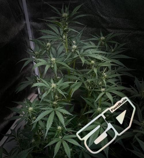 Mendo Guava Auto. Week 6
