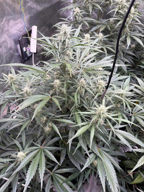 42FastBuds MendoGuavaAuto. Week 7 - D51