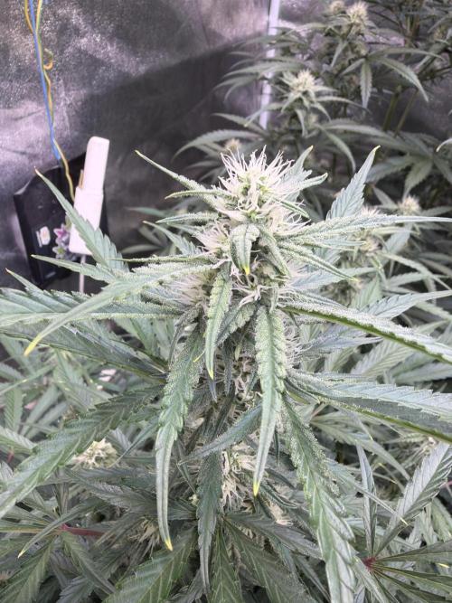 42FastBuds MendoGuavaAuto. Week 7 - D51