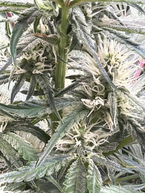 42FastBuds MendoGuavaAuto. Week 7 - D51