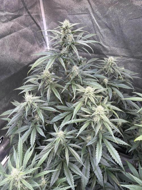 42FastBuds MendoGuavaAuto. Week 7 - D51