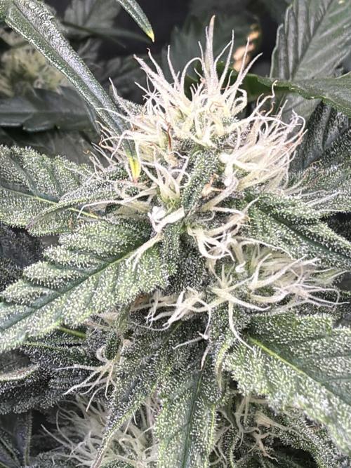 42FastBuds MendoGuavaAuto. Week 7 - D51