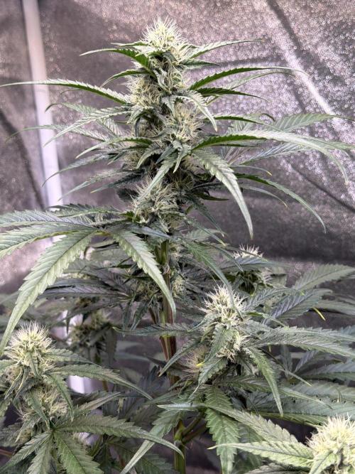 42FastBuds MendoGuavaAuto. Week 7 - D51