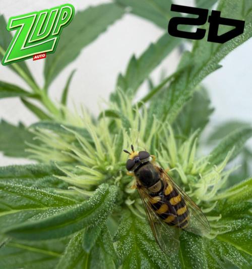 420 Fast Buds Z-Up Auto. Week 8 - D57