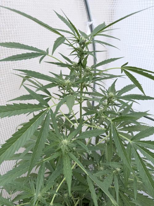 Z-Up Auto. Week 8