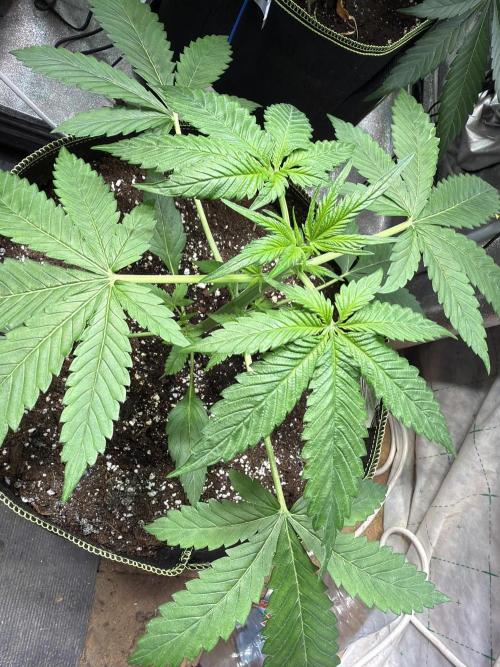 420 Guava Sandea+ Banana Cherry Cookies. Week 3 - D28