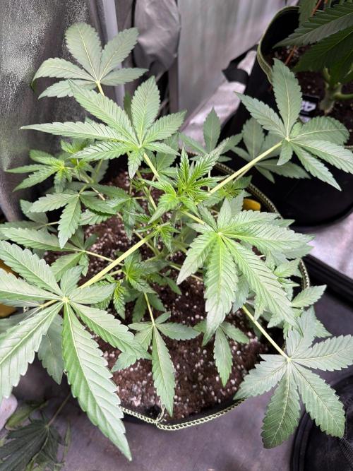 420 Guava Sandea+ Banana Cherry Cookies. Week 3 - D28