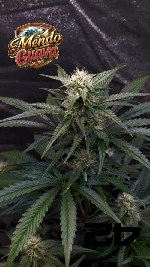 42FastBuds MendoGuavaAuto