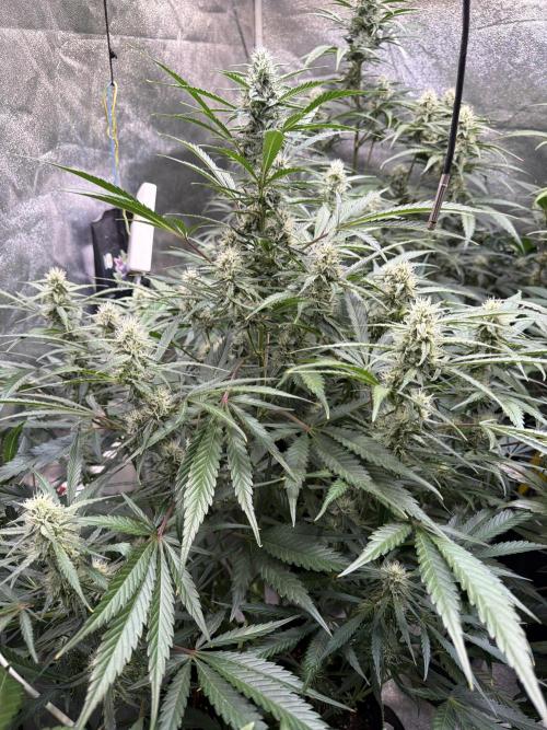 42FastBuds MendoGuavaAuto. Week 8 - D54