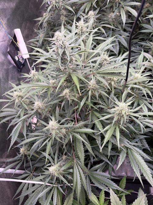 42FastBuds MendoGuavaAuto. Week 8 - D54