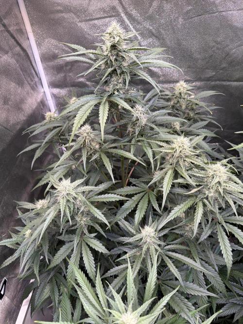42FastBuds MendoGuavaAuto. Week 8 - D54