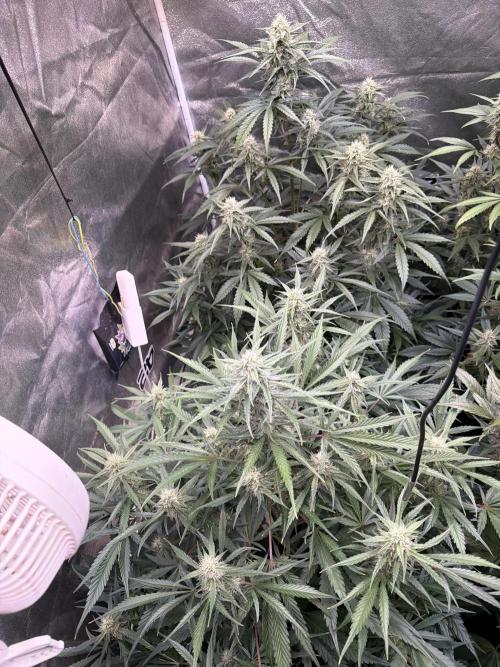 42FastBuds MendoGuavaAuto. Week 8 - D54