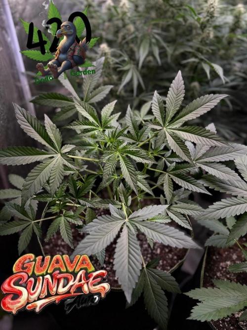 420 Guava Sandea+ Banana Cherry Cookies. Week 4