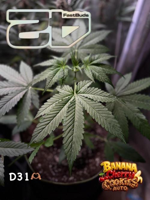 420 Guava Sandea+ Banana Cherry Cookies. Week 4
