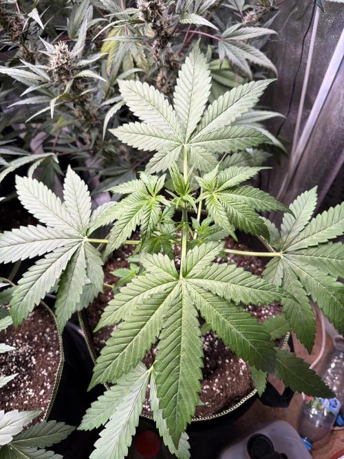420 Guava Sandea+ Banana Cherry Cookies. Week 4