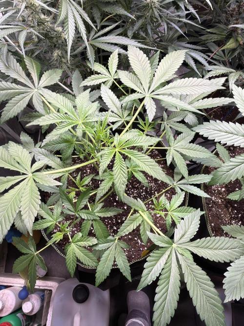 420 Guava Sandea+ Banana Cherry Cookies. Week 4