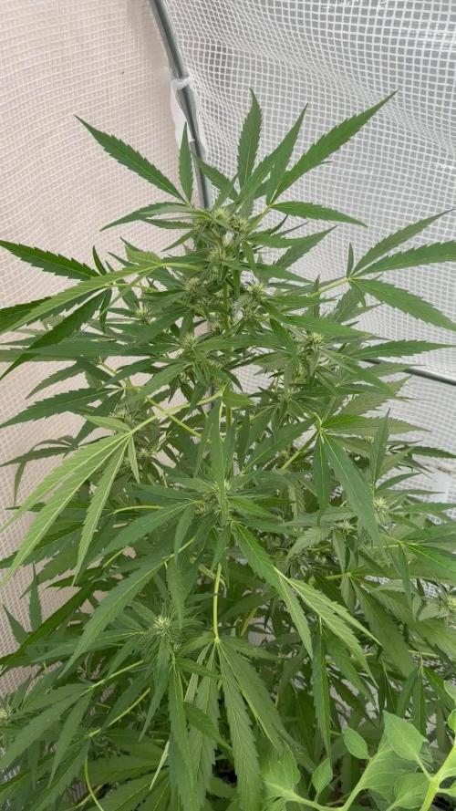 420 Fast Buds Z-Up Auto