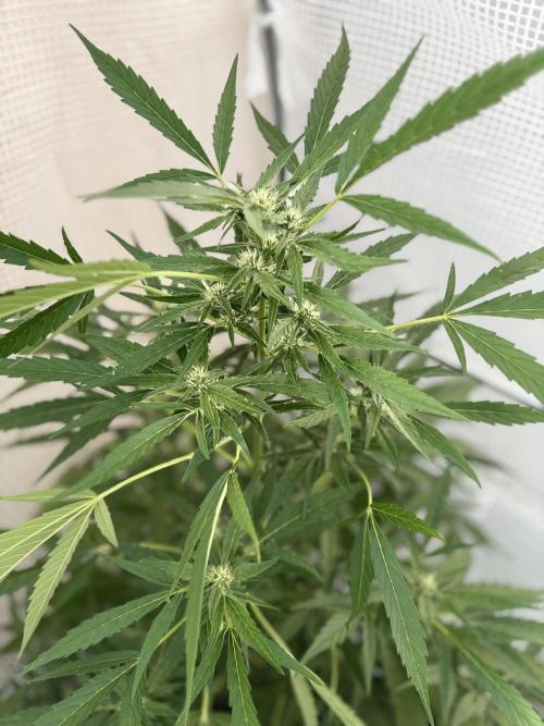 420 Fast Buds Z-Up Auto. Week 9 - D60
