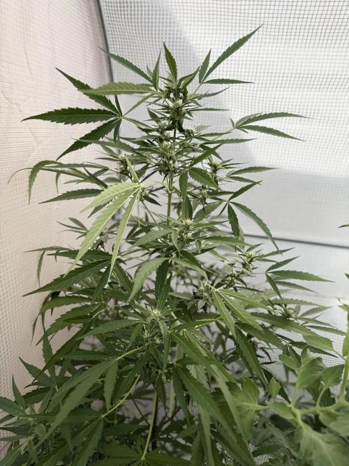 420 Fast Buds Z-Up Auto. Week 9 - D60