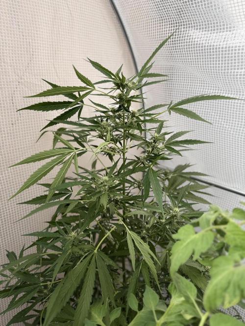 420 Fast Buds Z-Up Auto. Week 9 - D60