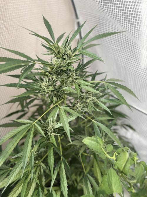 420 Fast Buds Z-Up Auto. Week 10 - D66