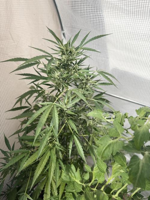 420 Fast Buds Z-Up Auto. Week 10 - D66